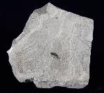Curculionidae sp. LATREILLE 1802 (Rsselkfer) - Bild © FossNet FossilienStore